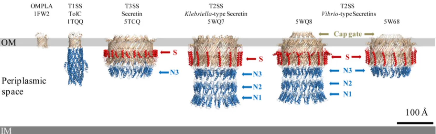 FIG 1 3D high-resolution structures of secretion system channels and their membrane localization