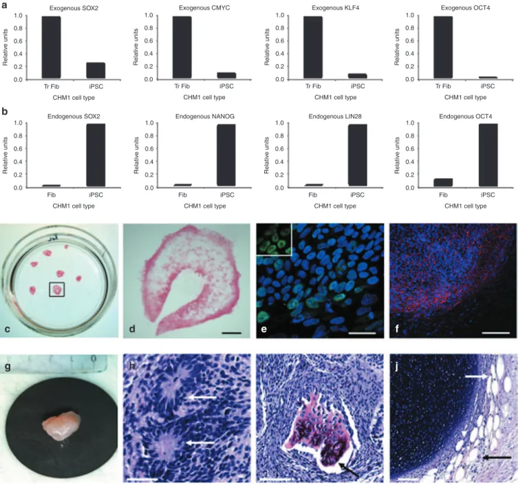 Figure 3  Characterization of CHM1 iPSCs. (a) Downregulation of the expression of the pluripotency genes delivered by the lentiviral vectors in iPSCs,  compared with the expression in transduced fibroblasts (Tr Fib), as detected by q-PCR analysis
