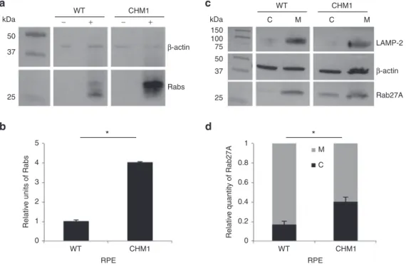 Figure 5  Characterization of the biochemical defect in CHM1 RPE. (a) A representative in vitro prenylation assay using a biotinylated prenyl donor  followed by western blot analysis shows a weaker signal of incorporated biotin for the wild-type RPE than f