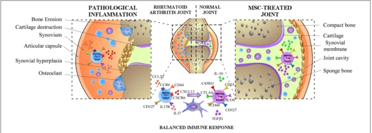 FIGURE 1 | MSCs dampen RA progression through the induction of the balance between memory Th17 and Treg cells