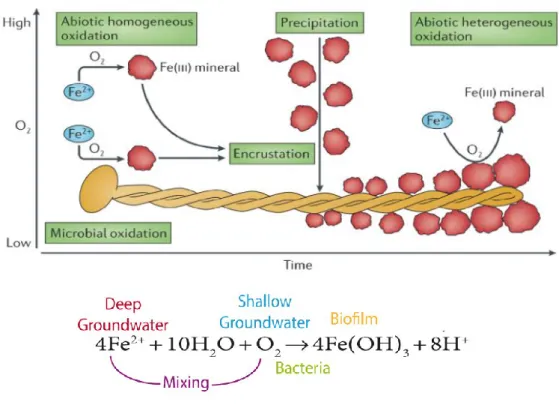 Figure  1.5 :  Schéma  de  principe  illustrant  l’oxydation  chimique  et  biologique  du  fer  par  l'oxygène  (d’après Melton et al