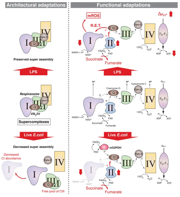 FiGURe 1 | Mitochondrial respiratory chain adaptations following innate immune sensing