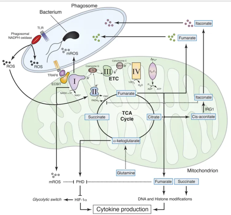 FiGURe 2 | Mitochondrial metabolism contributions to macrophage effector functions. Sensing of live Gram-negative bacteria by toll-like receptors (TLR)  induces the production of phagosomal reactive oxygen species (ROS) by phagosomal NADPH oxidase