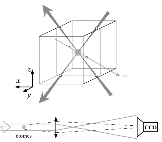 Fig. 1.4 – Syst`eme de d´etection par absorption : un flash de lumi`ere r´esonnante pro- pro-venant d’un faisceau horizontal polaris´e σ + illumine les atomes