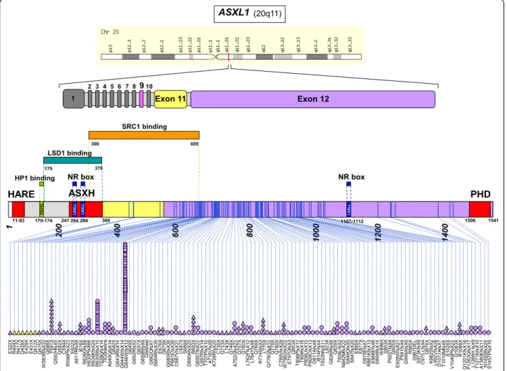 Figure 1 Distribution of ASXL1 mutations along the protein. From top to bottom are shown the localization of the ASXL1 gene on chromosome region 20q11, the exon structure of ASXL1, and the ASXL1 protein with its conserved motifs and binding regions: HARE  