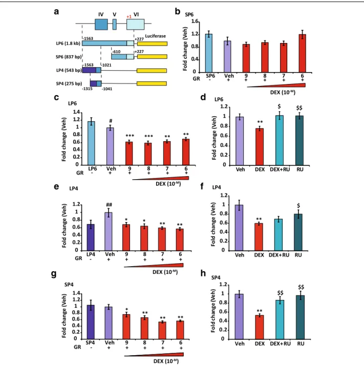 Fig. 4 GR-dependent inhibitory effects on BDNF promoter 4 activity relies on a short sequence upstream of exon IV