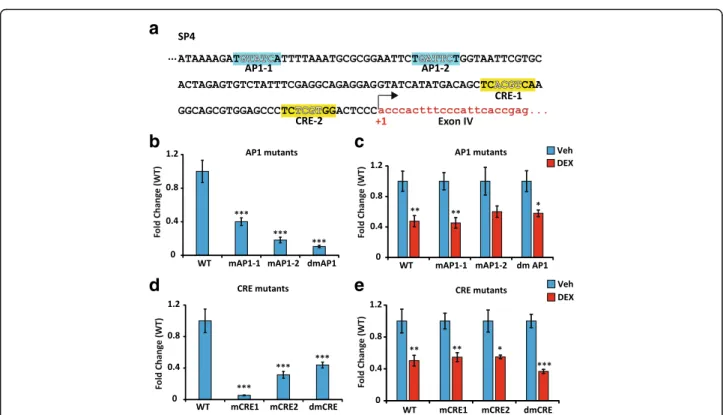 Fig. 5 AP1 and CRE response elements do not mediate GR transrepression. a, Sequence analysis of a short fragment upstream of exon IV, and included in SP4 sequence that contains two potential AP1 binding sites, TGTATCA and TGATTCT, as well as two potential 