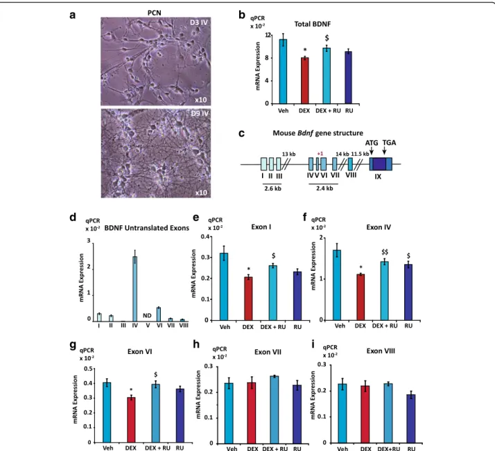 Fig. 1 GR inhibits Bdnf expression in 9-day PCN. a, Bright field microscopy showed that PCN developed a morphology with multiple cellular processes on Day 3 in vitro (D3 IV, upper panel), while a denser neuronal network was visible on Day 9 (D9 IV); magnif