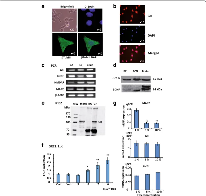 Fig. 2 Characterization of the BZ cell line. BZ cells are cultured in DMEM supplemented with 1% FBS unless stated otherwise