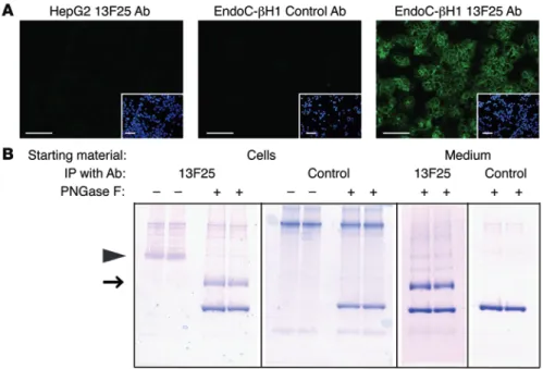Figure 1. 13F25 identifies expression of a xeno- xeno-tropic envelope viral protein in EndoC-βH1 cells
