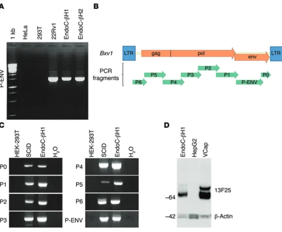 Figure 2. Bxv1 genome is  integrated in EndoC-βH1/2  cells and SCID mice. (A) The  sequence encoding the envelope  protein from a broad range of  xenotropic MuLV was amplified  from genomic DNA from the  indicated cell lines to generate  the envelope prote