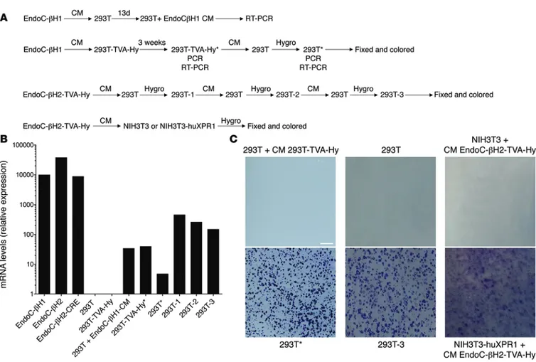 Figure 3. Bxv1 infectious particles are produced by EndoC-βH1/2 cells and transcomplement MuLV-based retrovectors