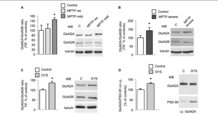 FIGURE 2 | DA denervation and chronic L-DOPA treatment increases GluN2A/GluN2B subunit ratio at synaptic sites in the MPTP-monkey model