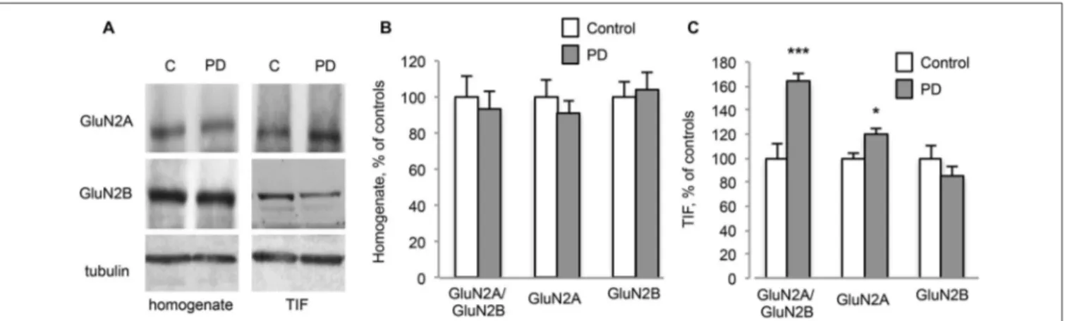 FIGURE 3 | Chronic L-DOPA treatment increases GluN2A/GluN2B subunit ratio at synaptic sites in dyskinetic Parkinson’s disease (PD) patients
