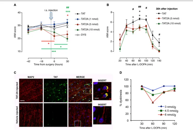 FIGURE 4 | TAT2A peptide ameliorates the severity of established dyskinesia. (A) Decrease in the dyskinesia score of 6-OHDA rats treated with L-DOPA after 6 h and 30 h from the intrastriatal injection of TAT2A (* , ◦ p &lt; 0.05, ## p &lt; 0.01, *** , ◦◦◦ 