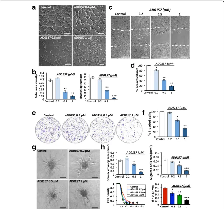 Fig. 6 AD0157 suppresses lymphangiogenesis in vitro by interfering with LEC tubulogenesis, migration, invasion, and sprouting