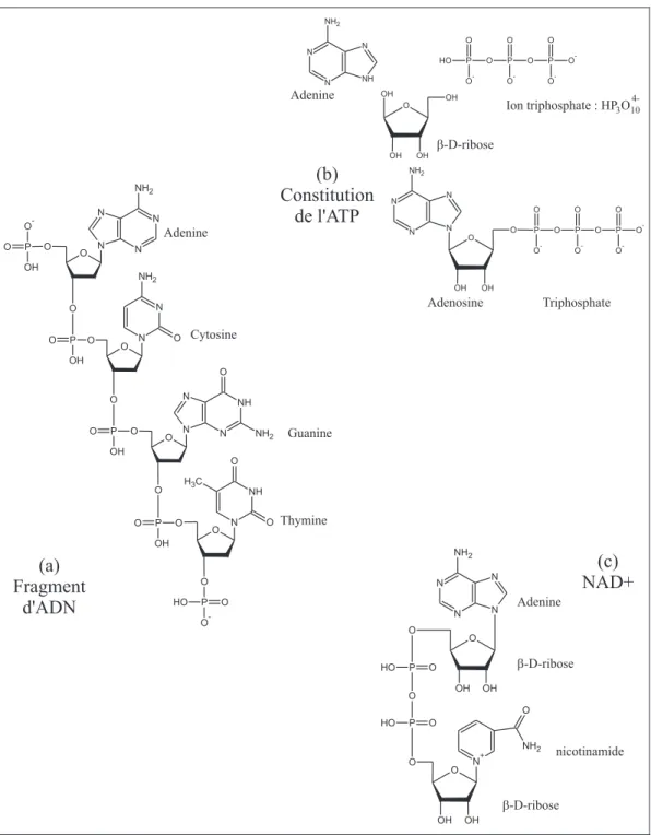 Figure 1.6 { Place du phosphore dans la composition de l'ARN, de ATP et dans la NAD + .