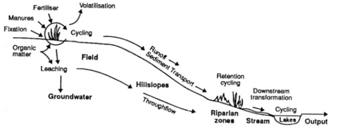 Fig. 1.2  Les chemins d'écoulement de l'eau et de transport des nitrates dans un versant.