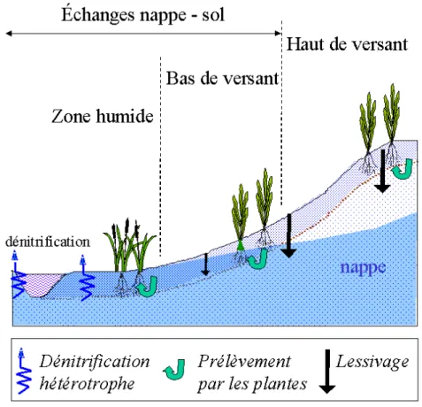Fig. 1.8  Chemins de l'eau et transformations d'azote associées dans un bassin versant sur socle.