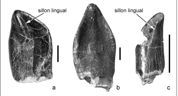 Figure 3.10. Dents de dinosaures sauropodes en vue linguale. a : Camarasaurus (Camarasauridae),  Morrison Formation (Jurassique supérieur), Wyoming ; b : Cedarosaurus (Brachiosauridae), Cedar  Mountain Formation (Crétacé inférieur), Utah ; c : dent du Tita