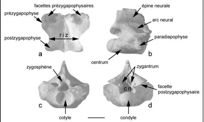 Figure 3.16. vertèbre de squamate (Carentonosaurus) en vues dorsale (a), latérale droite (b),  antérieure (c) et postérieures (d)