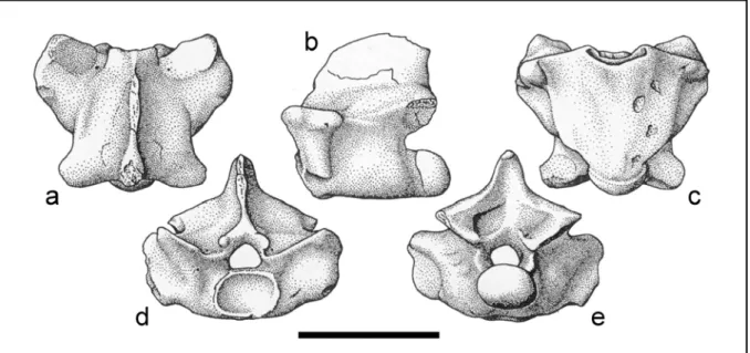 Figure 3.17. vertèbre dorsale médiale ou postérieure de Carentonosaurus mineaui du Cénomanien  supérieur de l’Ile Madame (holotype)
