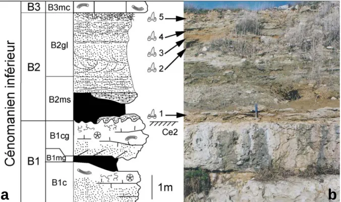 Figure 2.8. a : Coupe stratigraphique de la partie supérieure de la série de la falaise de Fouras-Vauban