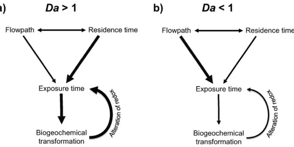 Fig. 2. Schematic relationships between water transport (ﬂowpath and residence time) and biogeochemical processes such as respiration and assimilation when a) Da N 1 (diffusion- or reaction-dominated conditions), and b) Da b 1 (advection- or transport-domi