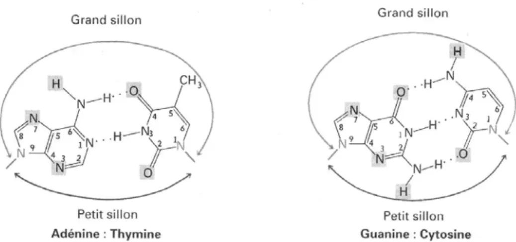Figure I.01 : Représentation des paires de base de l’ADN. A droite les paires de base G  (guanine) et C (cytosine)  interagissent par trois liaisons hydrogène