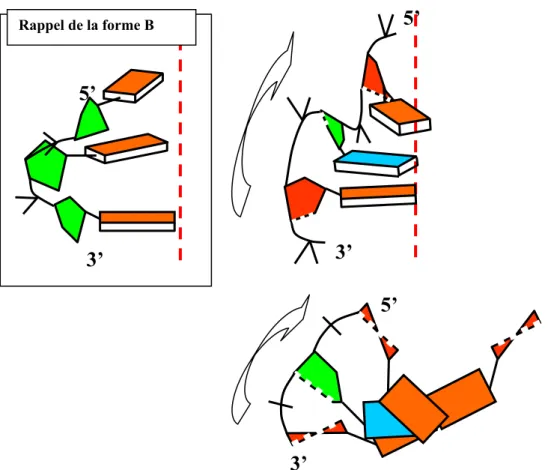 Figure I.06 : Représentation schématique de la forme Z de l’ADN. L’hélice dans ce cas est gauche (sens inverse du  tire-bouchon)