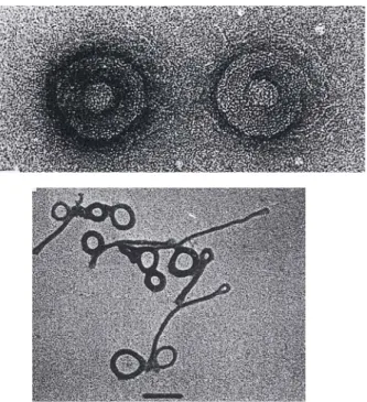 Figure I.12 : Condensation de molécules d’ADN en forme de tores observés au microscope  électronique [Chattoraj 1978]
