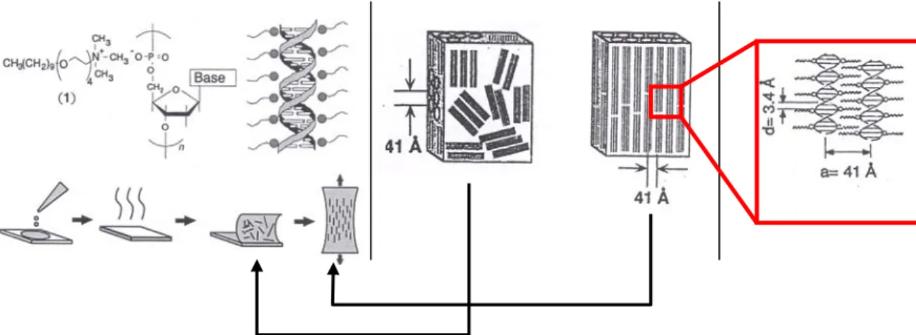 Figure I.27 : Représentation du protocole pour l’obtention d’un film lipidique qui contient des brins  d’ADN orientés