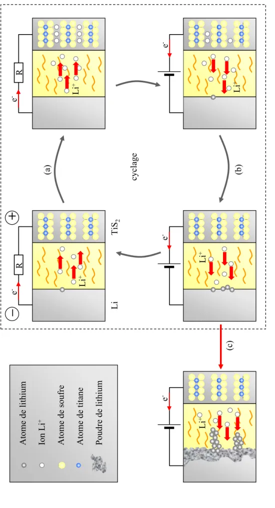 Figure 2. Illustration des phénomènes mis en jeu lors de la décharge (a)et de la charge (b)  dans le cas du système Li métal/ Electrolyte liquide / TiS 2