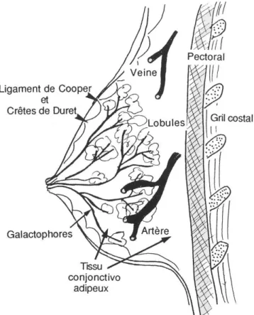 Fig. 2.2: Anatomie simplifi´ee du sein. Figure extraite de la r´ef´erence [177].