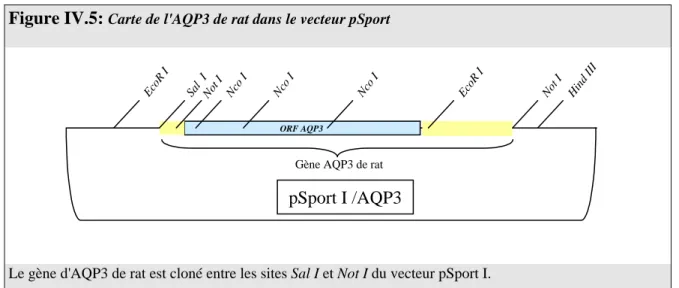 Figure  IV.5:  Carte de l'AQP3 de rat dans le vecteur pSport