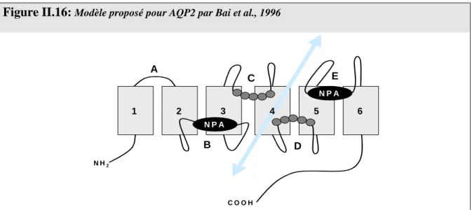 Figure  II.16:  Modèle proposé pour AQP2 par Bai et al., 1996