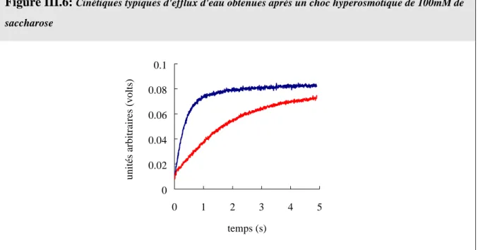 Figure  III.6:  Cinétiques typiques d'efflux d'eau obtenues après un choc hyperosmotique de 100mM de  saccharose 00.020.040.060.08 0.1 0 1 2 3 4 5 temps (s)