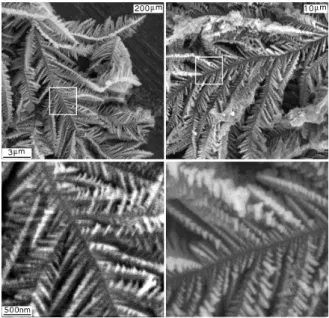 Fig. IV.3 Observations SEM d'arborescences de fer obtenues dans des cellules d'épaisseur 200 µm (à gauche) et 10 µm (à droite); concentration 0.3 M, tension 10 V