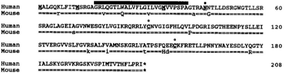 FIGURE  1.  Conservation  between  human  and mouse  FGF6  deduced  amino acid sequences