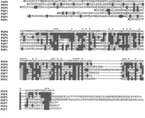 FIGURE  2.  Comparison  between  seven  human  FGF amino  acid  sequences.  Sequences are  aligned, using the single-letter code, to allow comparison with the FGF6 amino acid sequence