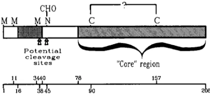 FIGURE 3.  Structure of  the FGF6 protein. The structure of  the FGF6 protein was predicted  from cDNA sequence and in vitro  translation experiments