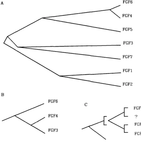 FIGURE 5.  Phylogenetic FGF protein  trees. A  Unrooted phylogenetic tree inferred from the  amino acid sequences of the FGFs