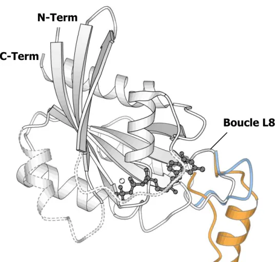 Figure 9: Insertion d'une hélice chez les protéines RHO et d'un