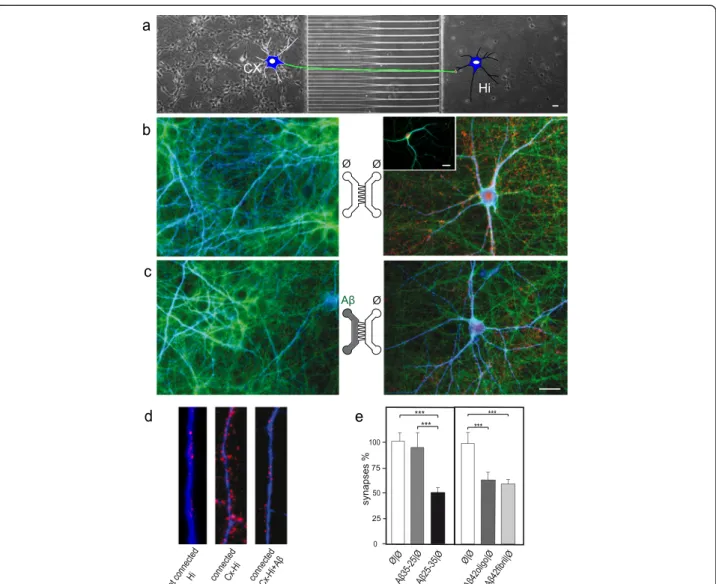 Figure 3 Cortical A β -peptide exposures induce early synaptic loss in a reconstructed cortical-hippocampal network
