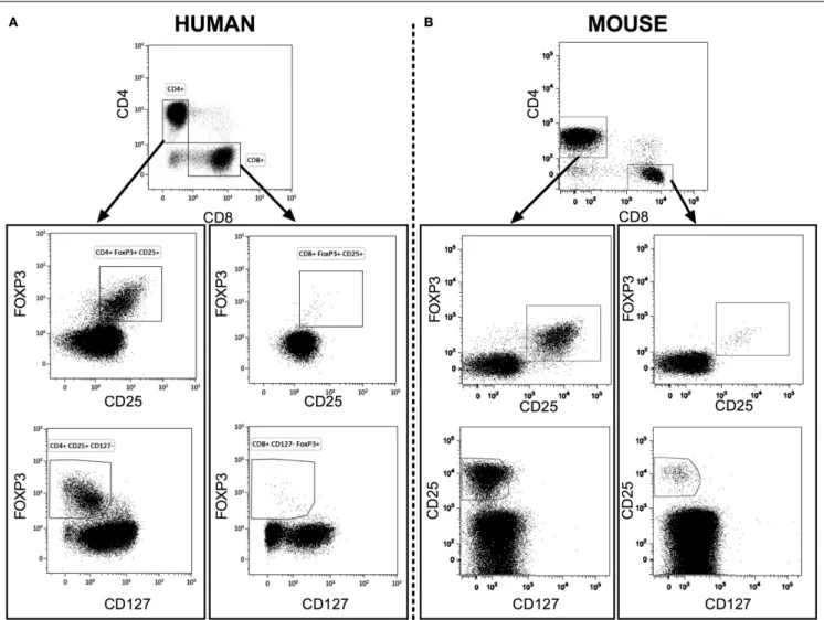 FIGURE 1 | Representative flow cytometry analysis of CD4 + Tregs and CD8 + Tregs from fresh heparinized peripheral blood of human healthy donors [human (A)] and of naive BALB/c mice [mouse (B)]