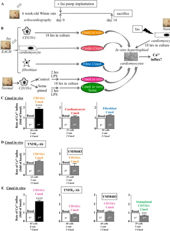 Figure 5.  Conditioned medium from CD11b/c cells isolated from EACH heart activates Ca 2+  influx in a  manner sensitive to TNFR 2 -Ab and Orai inhibitor YM58483