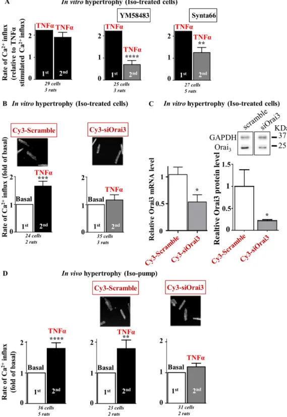 Figure 2. TNF α activates a store- and voltage-independent Ca 2+  influx in hypertrophied cardiomyocytes  further identified as Orai3 dependent