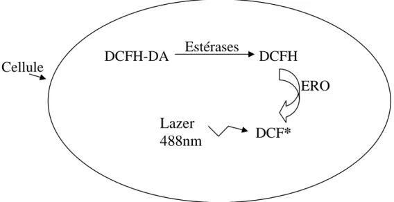 Figure 4. Représentation schématique des réactions intracellulaires conduisant à l’oxydation du  DCFH  en  DCF  composé  émetteur  de  fluorescence