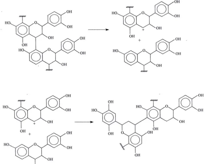 Figure 10. Autocondensation alcaline: rupture de la liaison interflavanoïde et autocondensation finale.