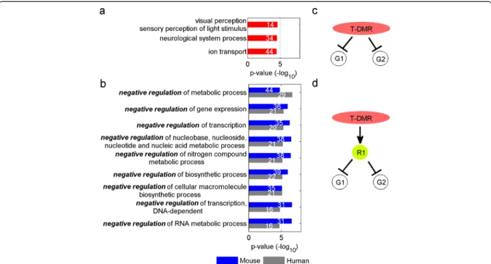 Figure 6 Genes encoding transcriptional repressors are more likely to be associated with positive T-DMRs